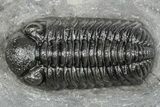 Phacopid (Adrisiops) Trilobite - Jbel Oudriss, Morocco #245287-3
